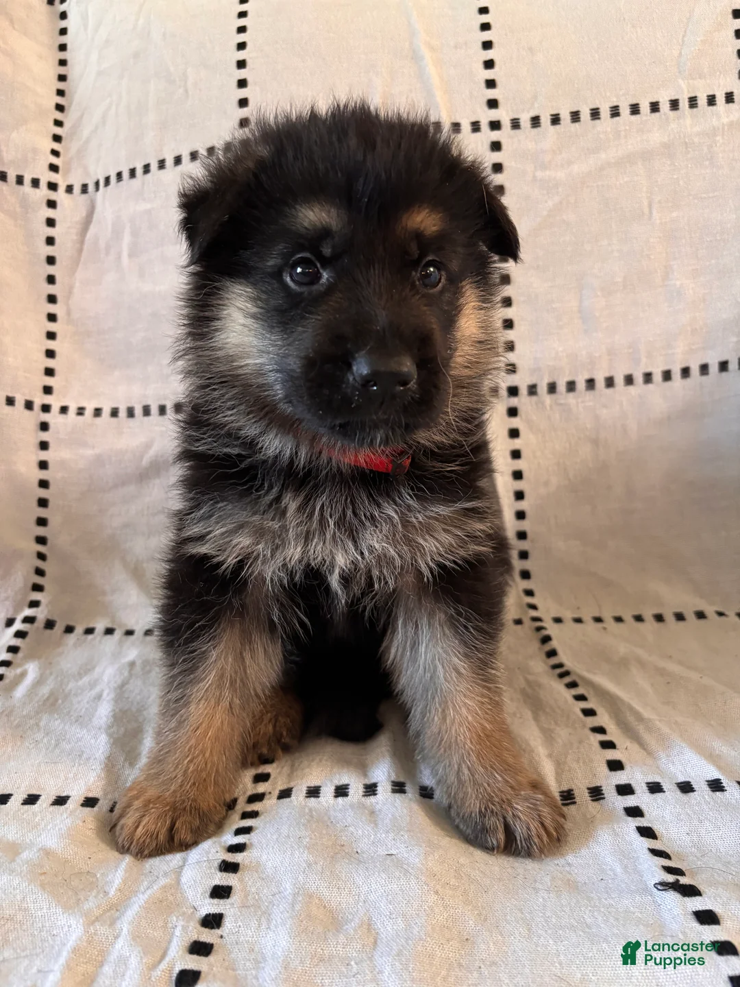 German Shepherd dogs for sale: Rocky (Red collar) - Ad 2