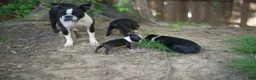 Boston Terrier dogs for sale: Perfect - Ad 10