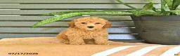Miniature Poodle dogs for sale: Crena - Ad 3