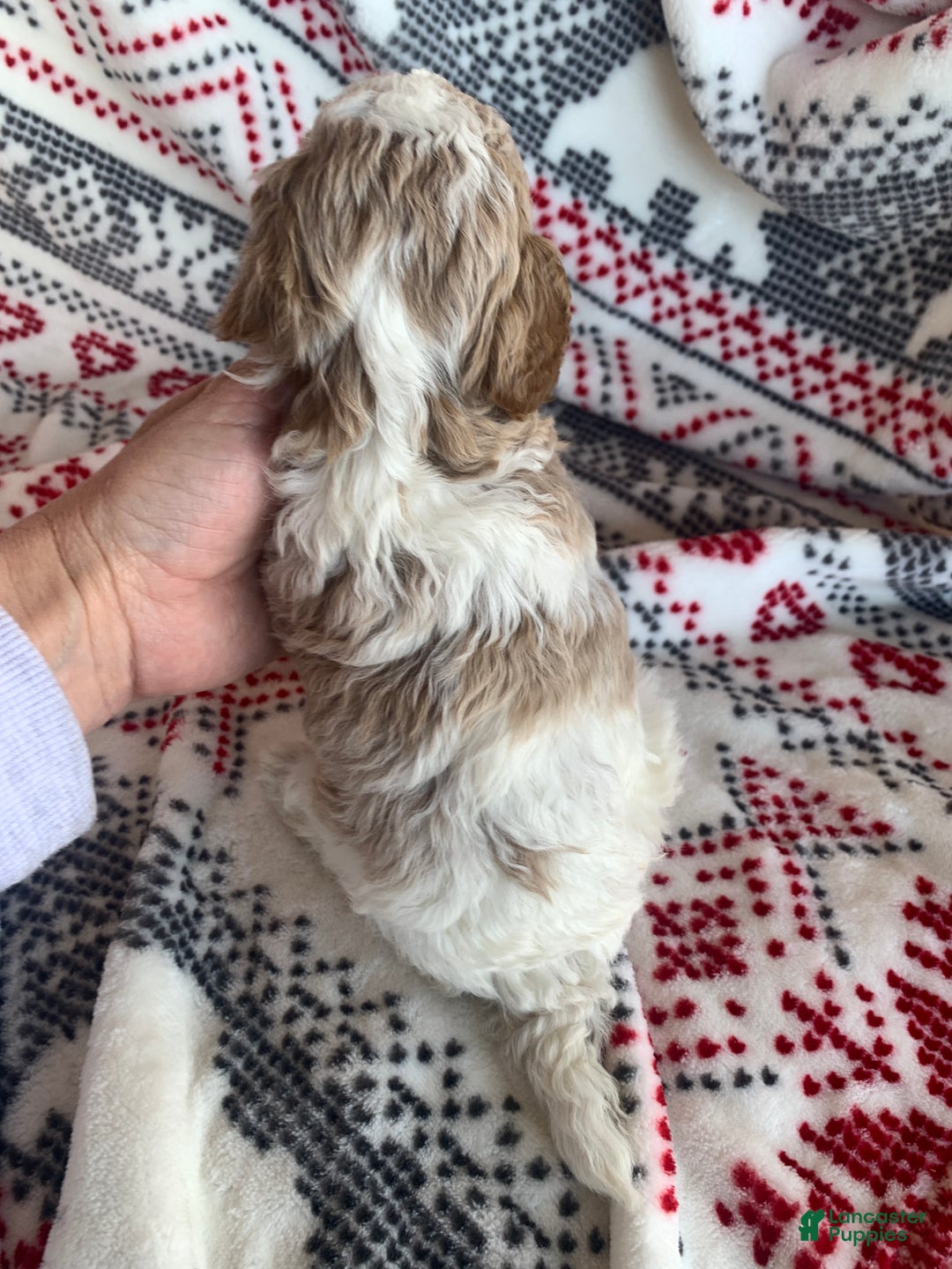 Cavapoo dogs for sale: Flurry - Ad 3