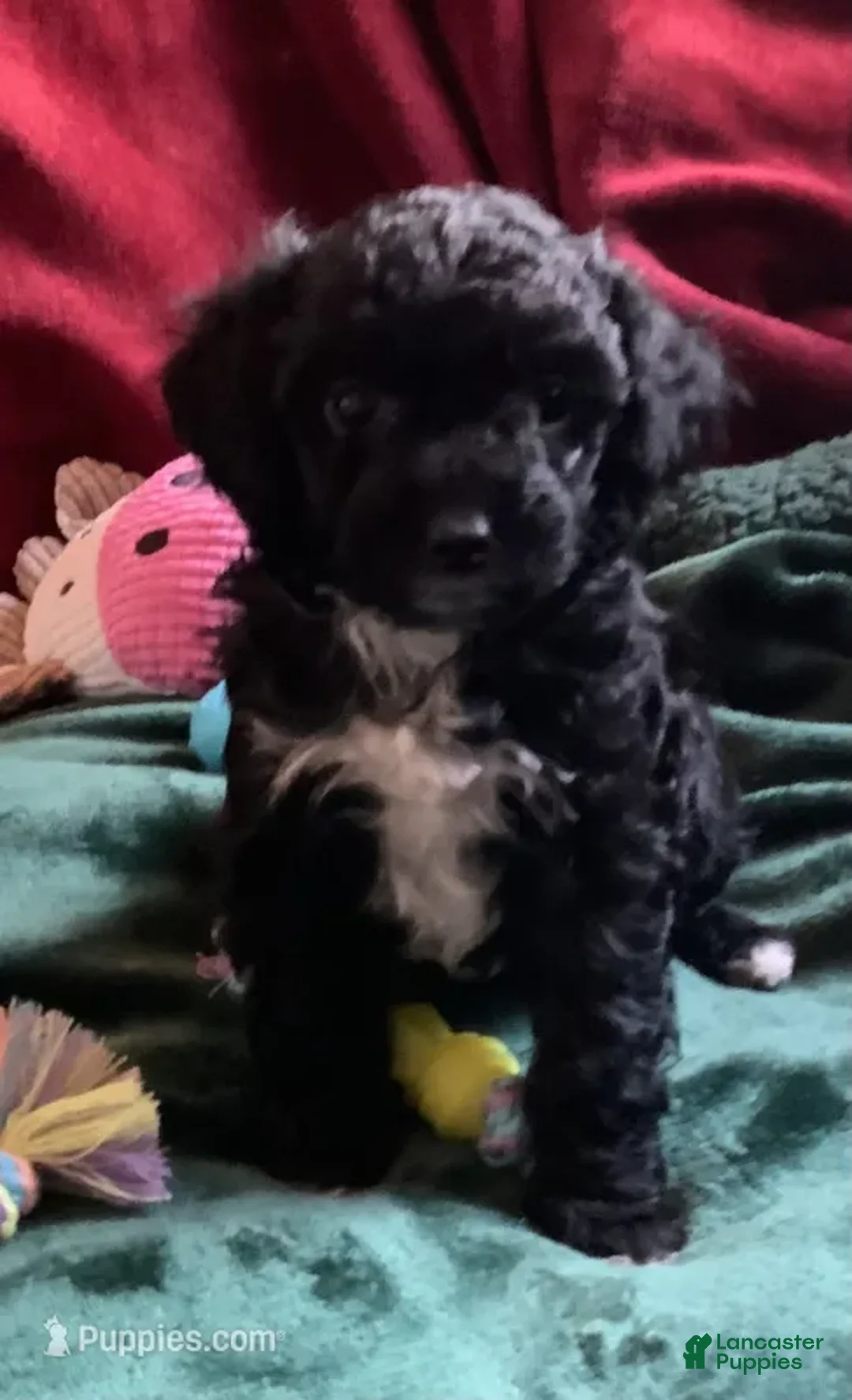 Mini Goldendoodle dogs for sale: Nugget - Ad 9