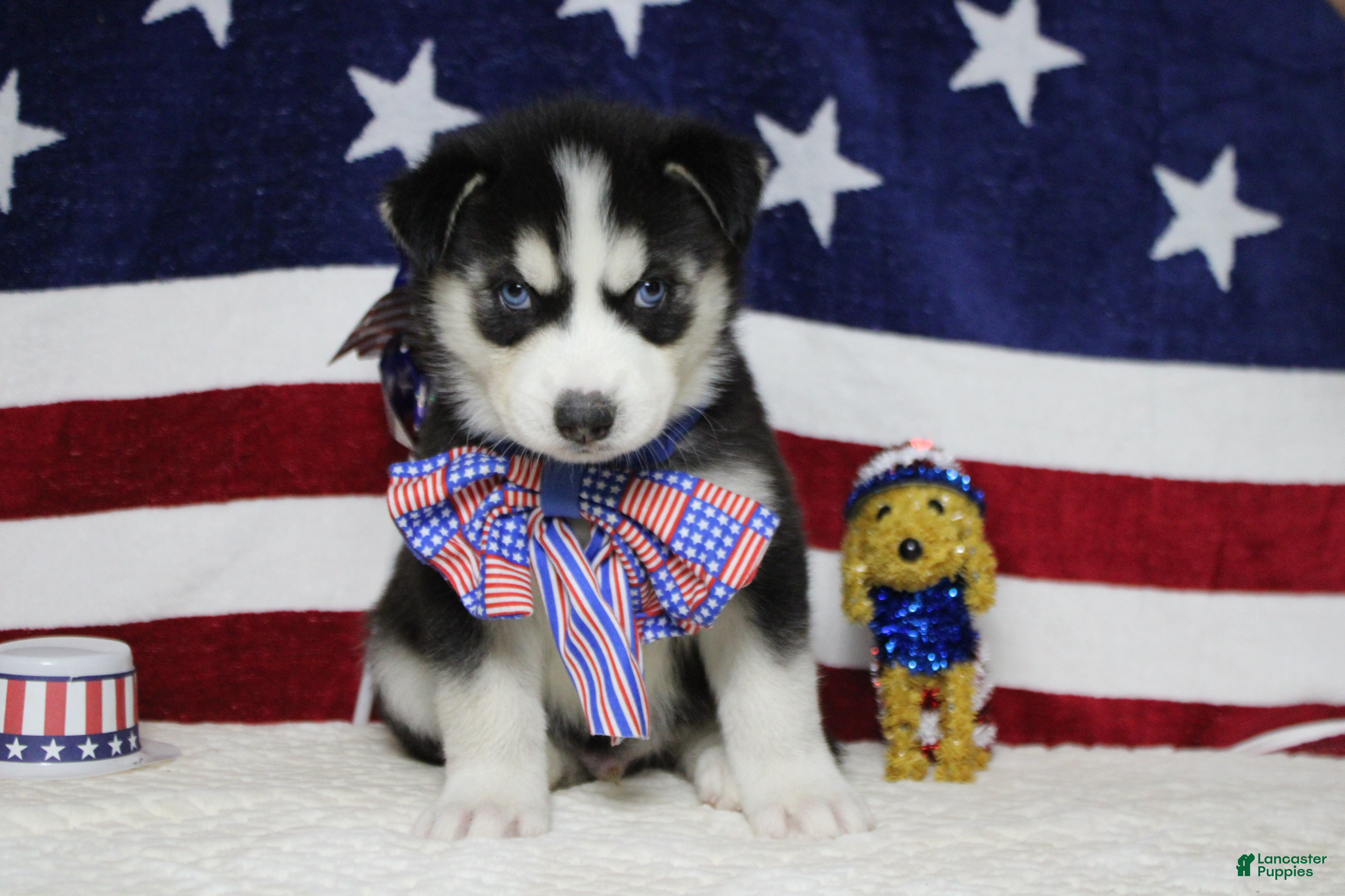 Siberian Husky dogs Atlas - Ad 7