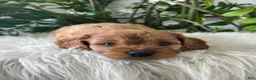Cavapoo dogs for sale: Dexter - Ad 7