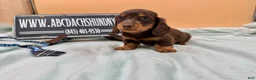 Miniature Dachshund dogs for sale: Miniature Dachshund Puppy 3 - Ad 3