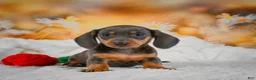 Miniature Dachshund dogs for sale: Dory - Ad 11