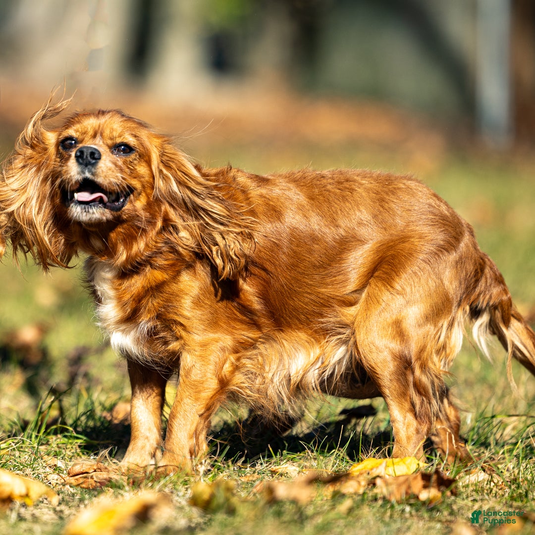 Cavalier King Charles Spaniel dogs for sale: Riley - Ad 9