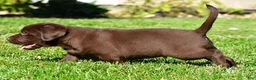 Labrador Retriever dogs for sale: Chico - Ad 8