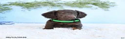 Miniature Dachshund dogs for sale: Scamper - Ad 4