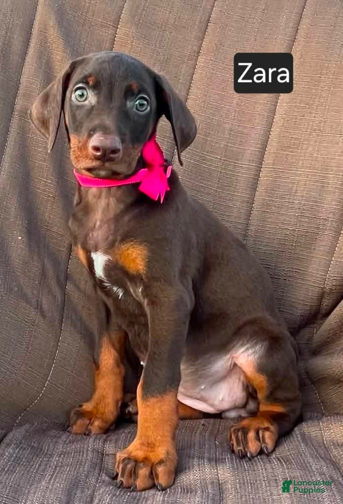 Doberman Pinscher dogs Zara - Ad 1