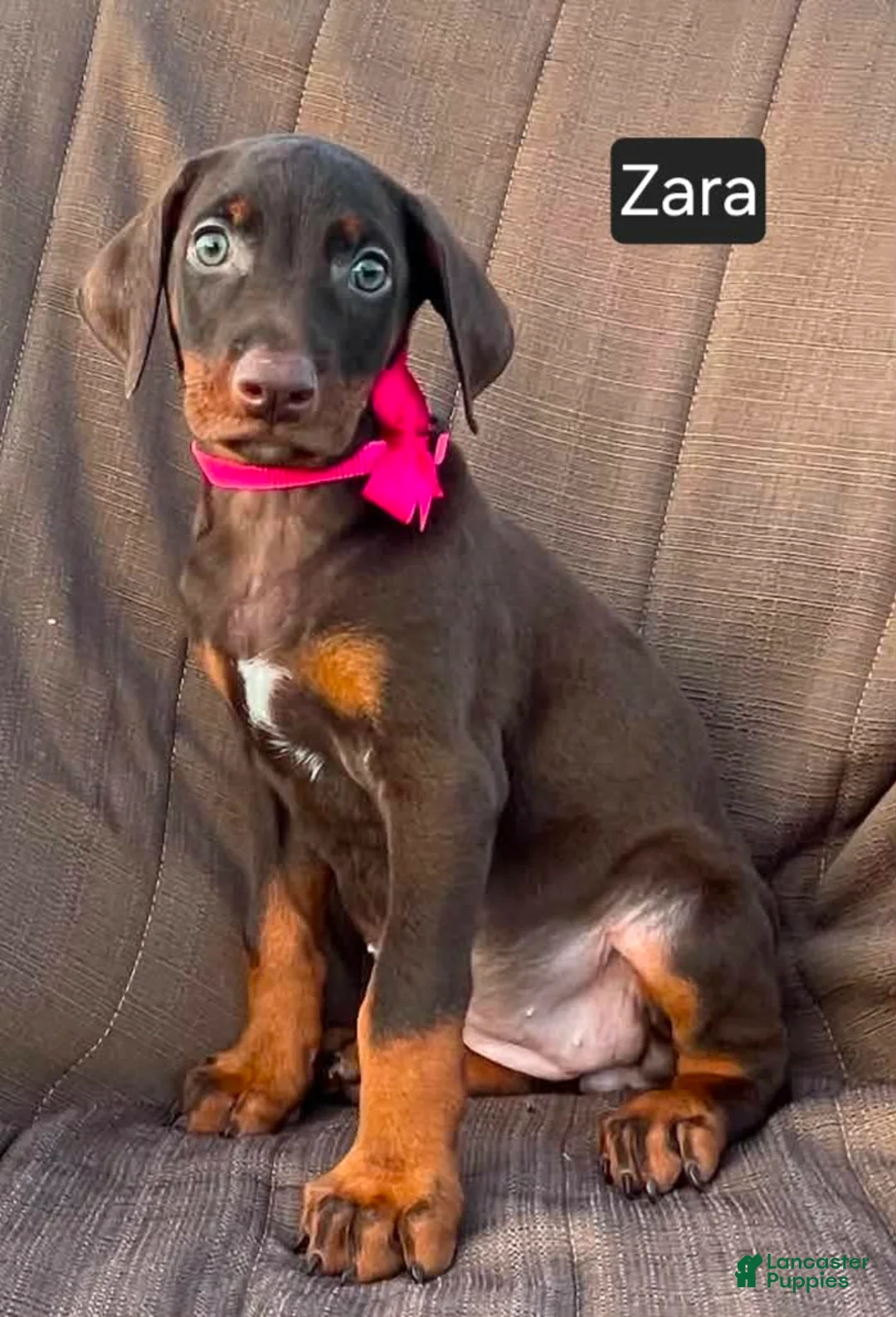 Doberman Pinscher dogs for sale: Zara - Ad 1
