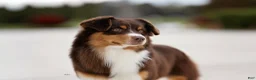Miniature Australian Shepherd dogs for sale: Miniature Australian Shepherd 8 - Ad 12