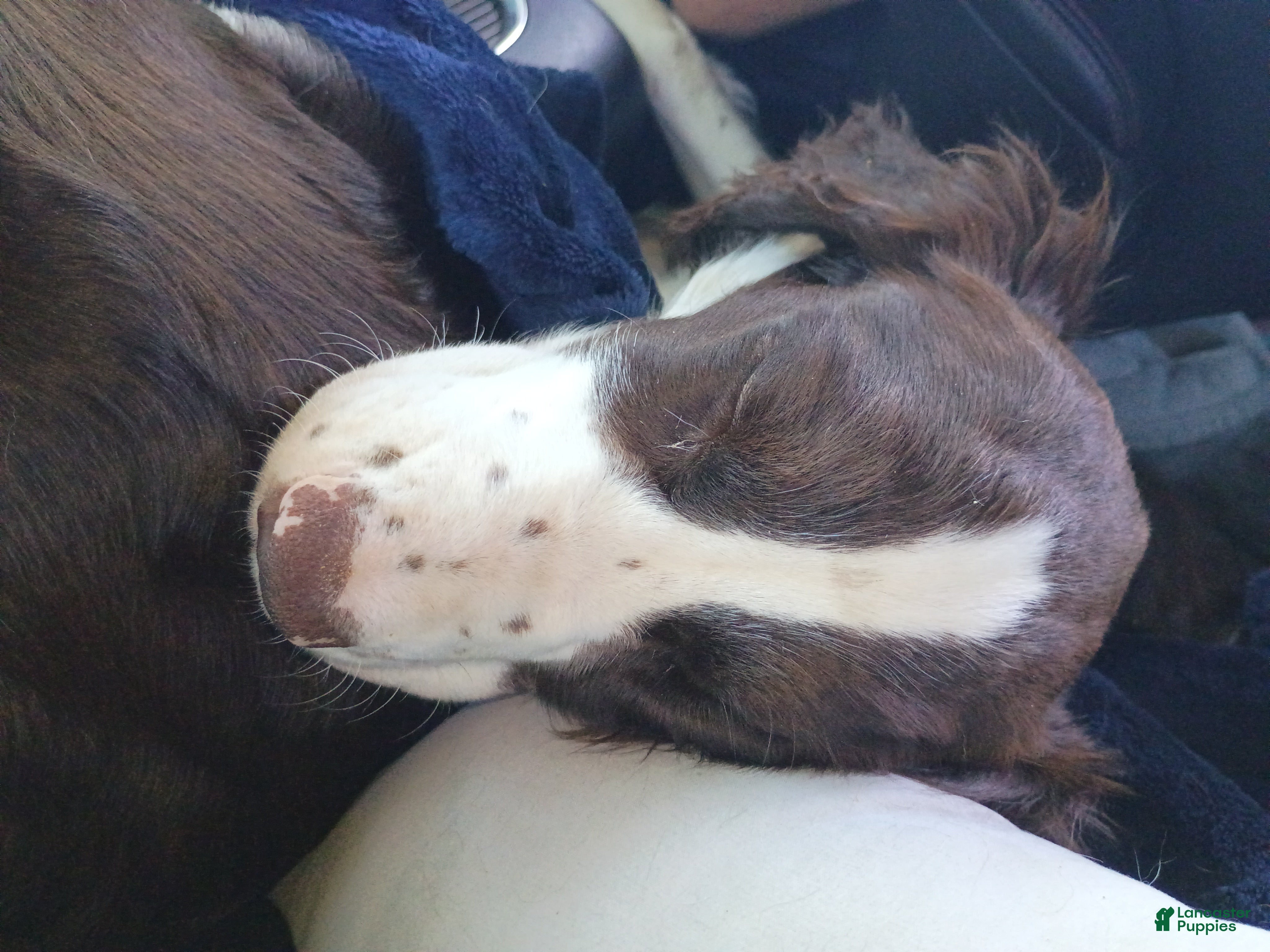 English Springer Spaniel dogs English Springer Spaniel 2 - Ad 13