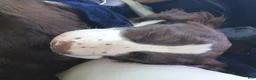 English Springer Spaniel dogs for sale: English Springer Spaniel 2 - Ad 1