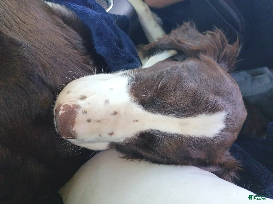 English Springer Spaniel dogs for sale: English Springer Spaniel 2 - Ad 1