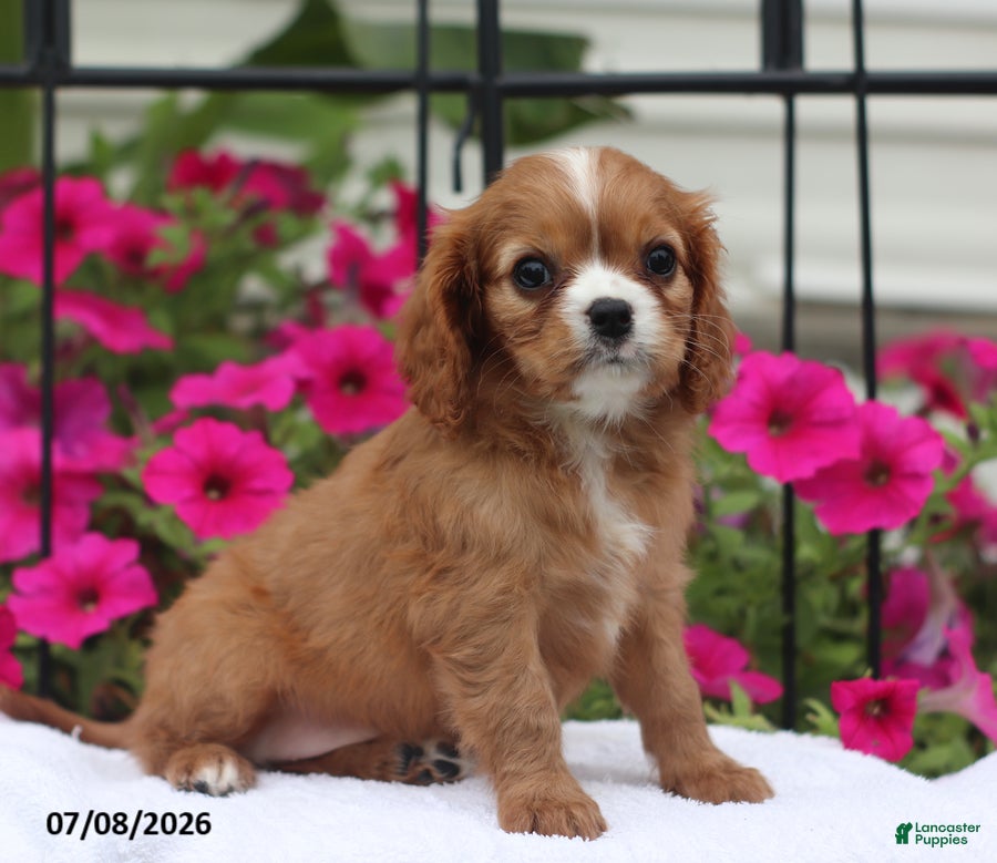 Cavalier King Charles Spaniel dogs Sophia - Ad 2
