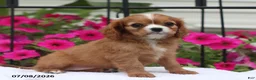 Cavalier King Charles Spaniel dogs for sale: Sophia - Ad 2