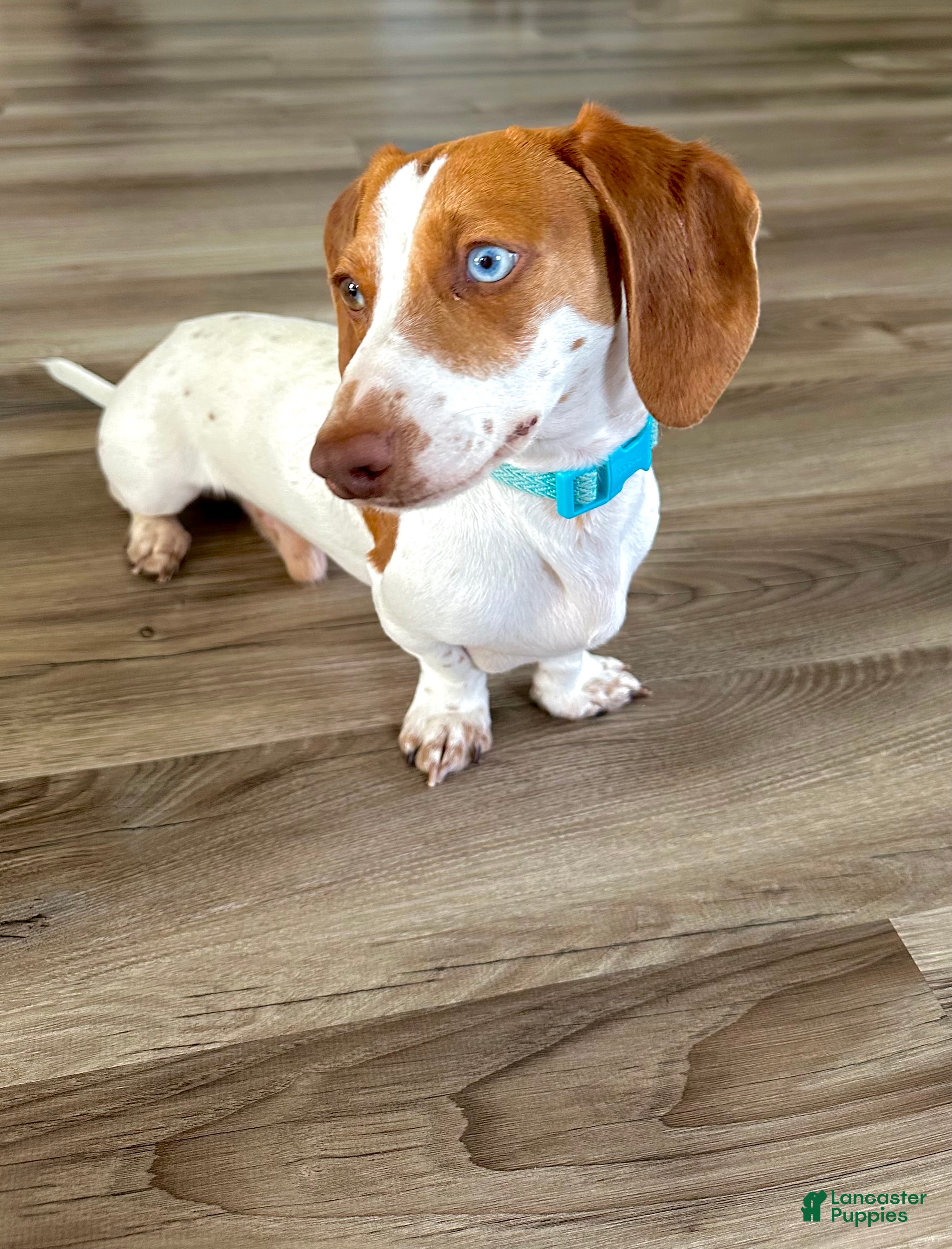 Miniature Dachshund dogs Copper 🌭 - Ad 1