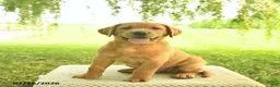 Labrador Retriever dogs for sale: Kanyon  - Ad 2