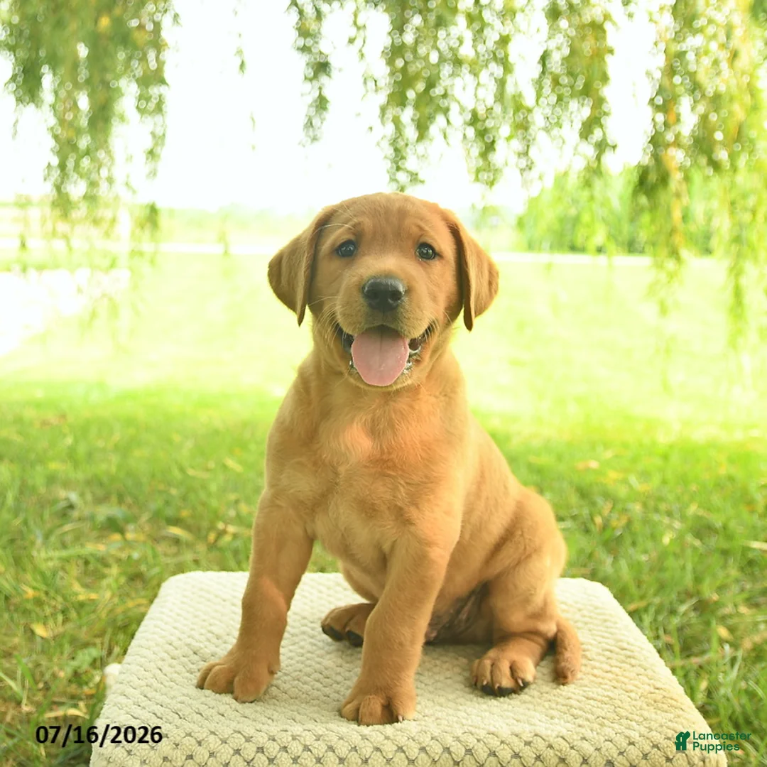 Labrador Retriever dogs for sale: Kanyon  - Ad 2