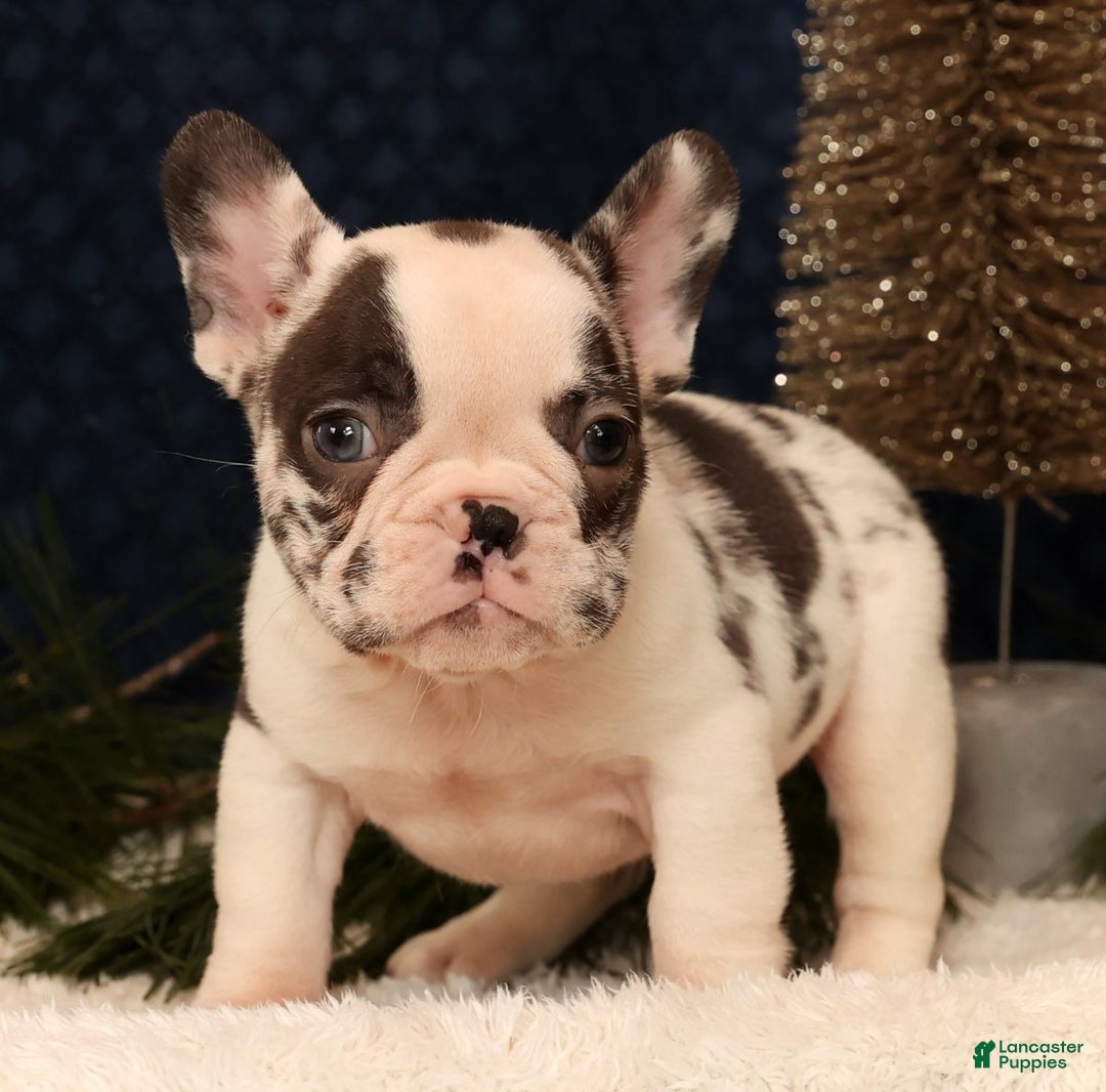 French Bulldog dogs for sale: Jenkins - Ad 3