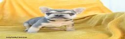 French Bulldog dogs for sale: Fergus - Ad 3