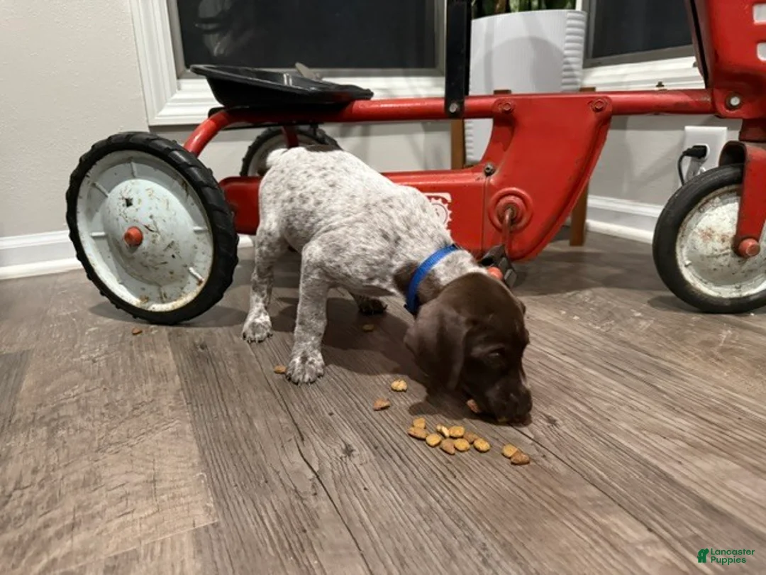 German Shorthaired Pointer dogs for sale: Josiah - Ad 4