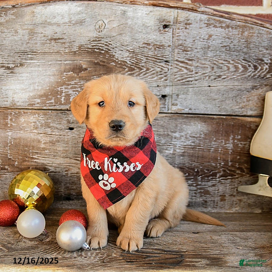 Golden Retriever dogs Ruger - Ad 24