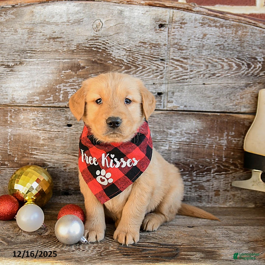 Golden Retriever dogs for sale: Ruger - Ad 1