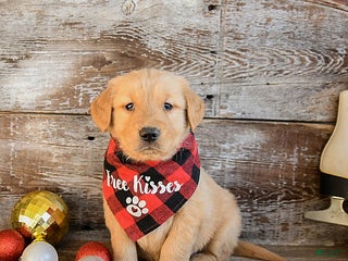 Golden Retriever dogs Ruger - Ad 24