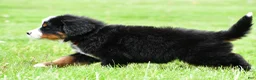 Bernese Mountain Dog dogs for sale: Ranger - Ad 8
