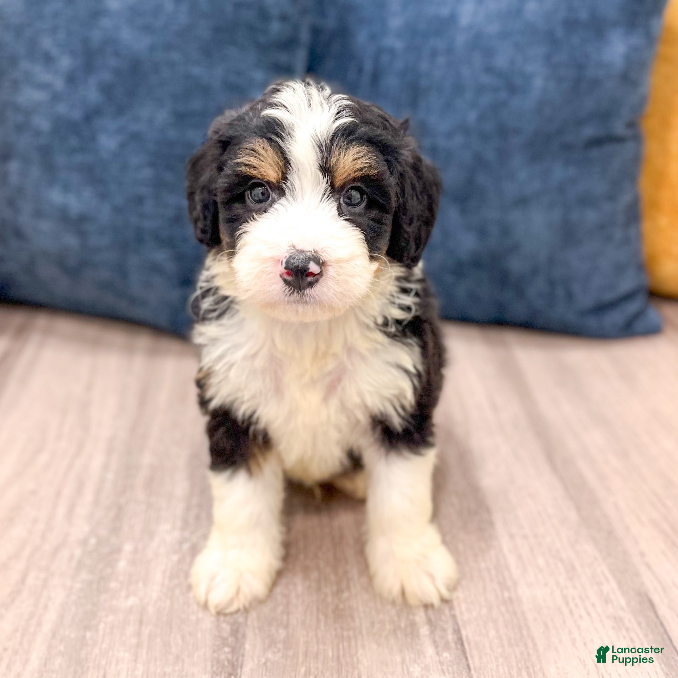 Mini Bernedoodle dogs for sale: Blaze - Ad 1