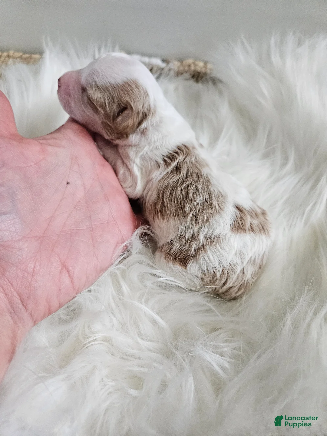 Cavapoo dogs for sale: Apollo  - Ad 1