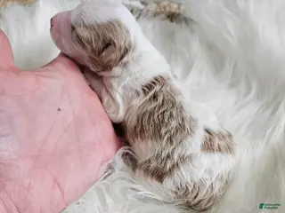 Cavapoo dogs Apollo - Ad 37