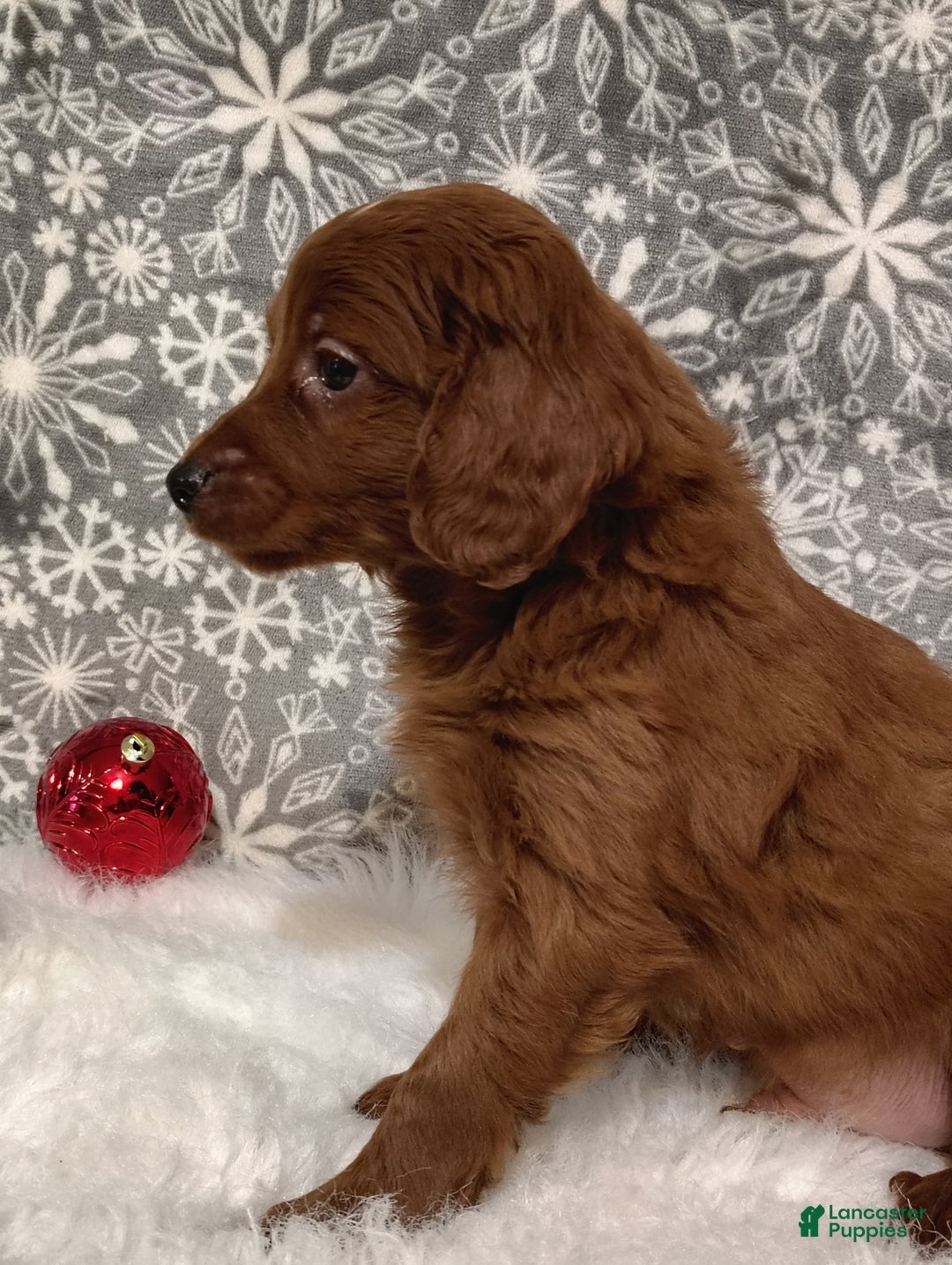 Irish Doodle dogs for sale: Cooper - Ad 5