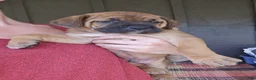 Cane Corso dogs for sale: AKC Viggo - Ad 5