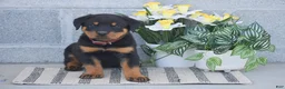 Rottweiler dogs for sale: Nate - Ad 3