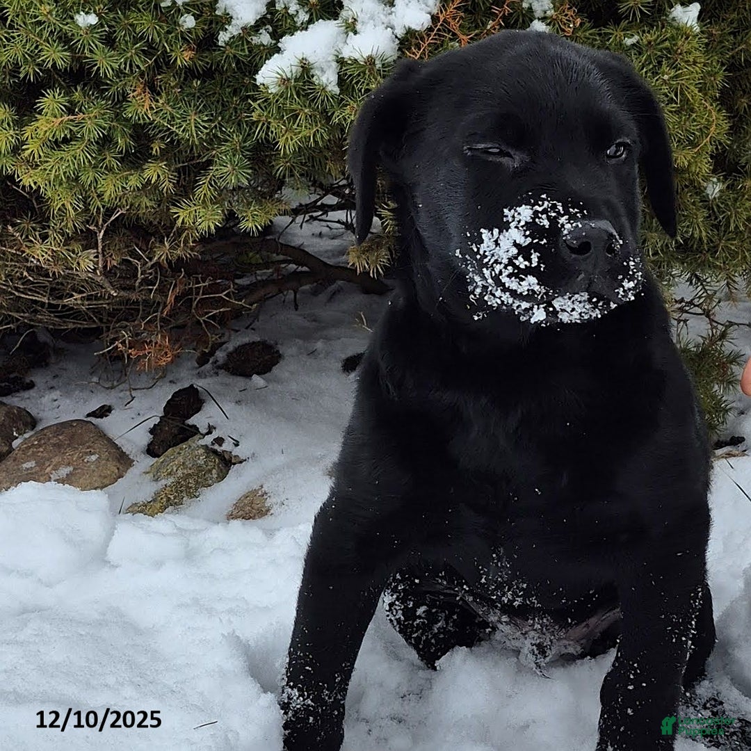 Labrador Retriever dogs for sale: Baxter - Ad 3