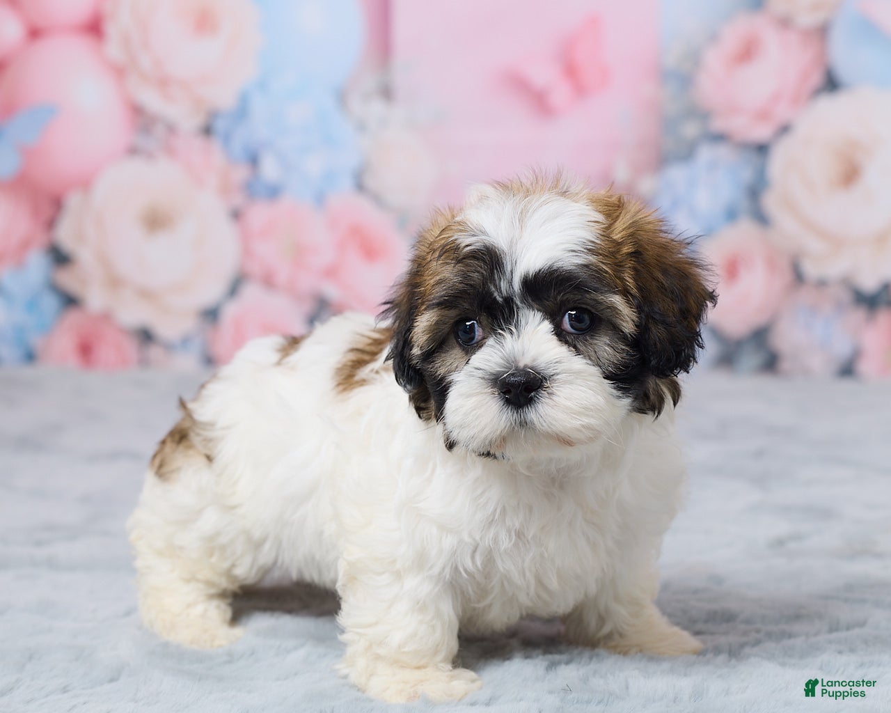 Teddy Bear dogs for sale: Millie - Ad 4