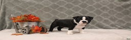 Boston Terrier dogs for sale: Morris - Ad 8