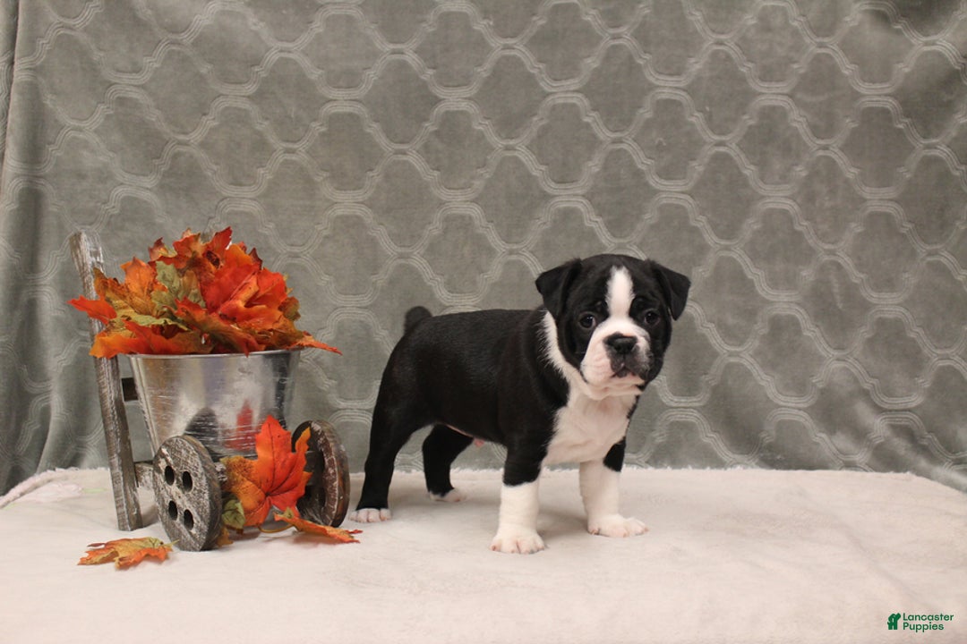 Boston Terrier dogs for sale: Morris - Ad 8