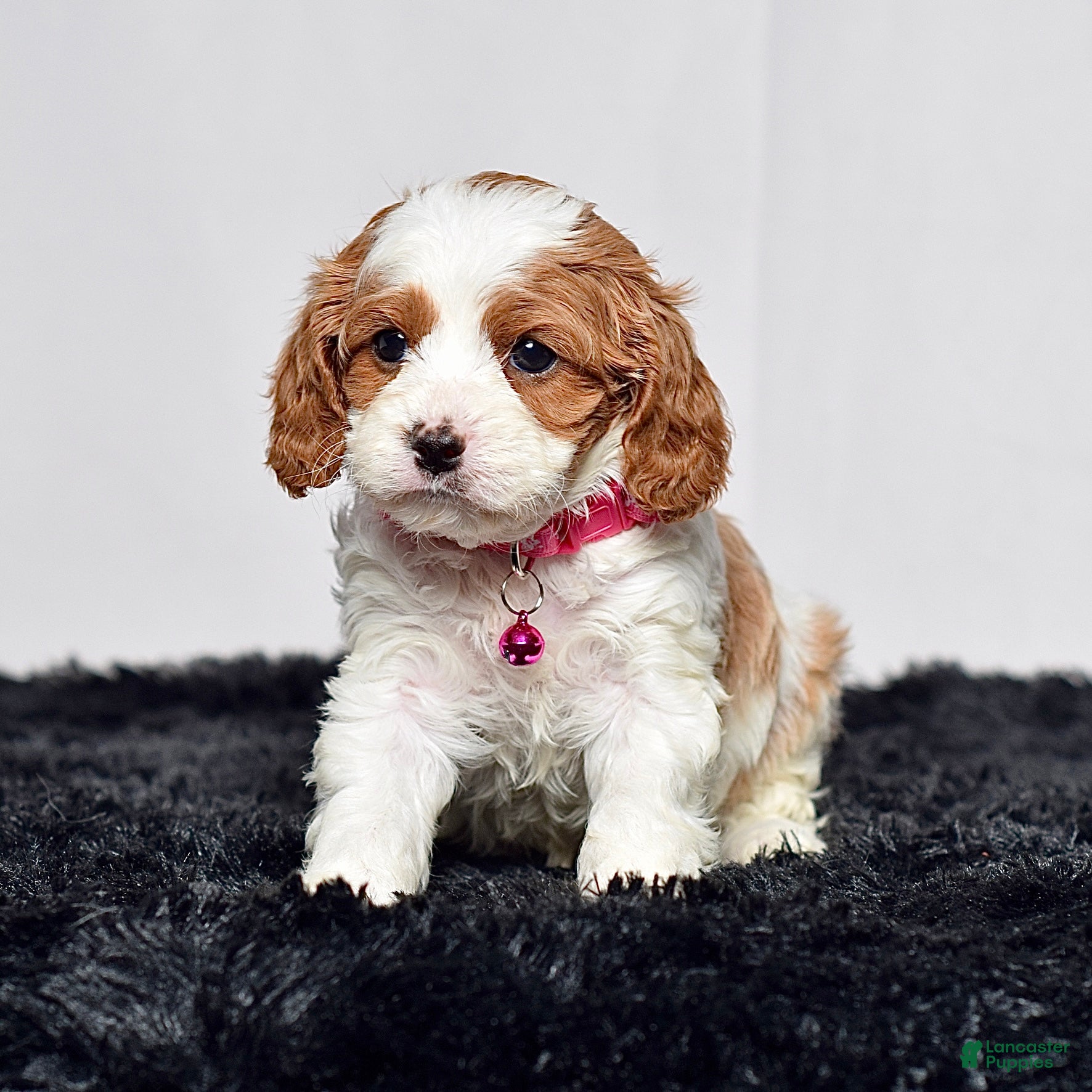 Cavapoo dogs Ms. Nadia - Ad 1