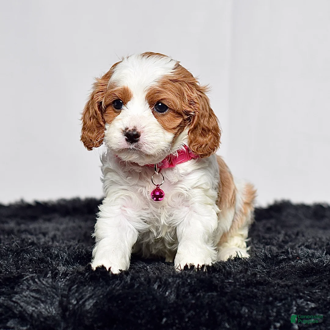 Cavapoo dogs for sale: Ms. Nadia - Ad 1
