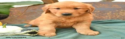Golden Retriever dogs for sale: Asher - Ad 3