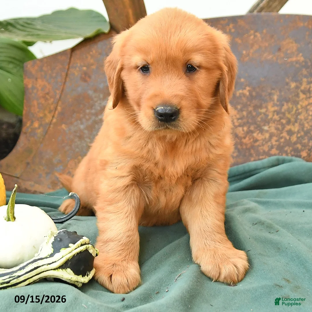Golden Retriever dogs for sale: Asher - Ad 3