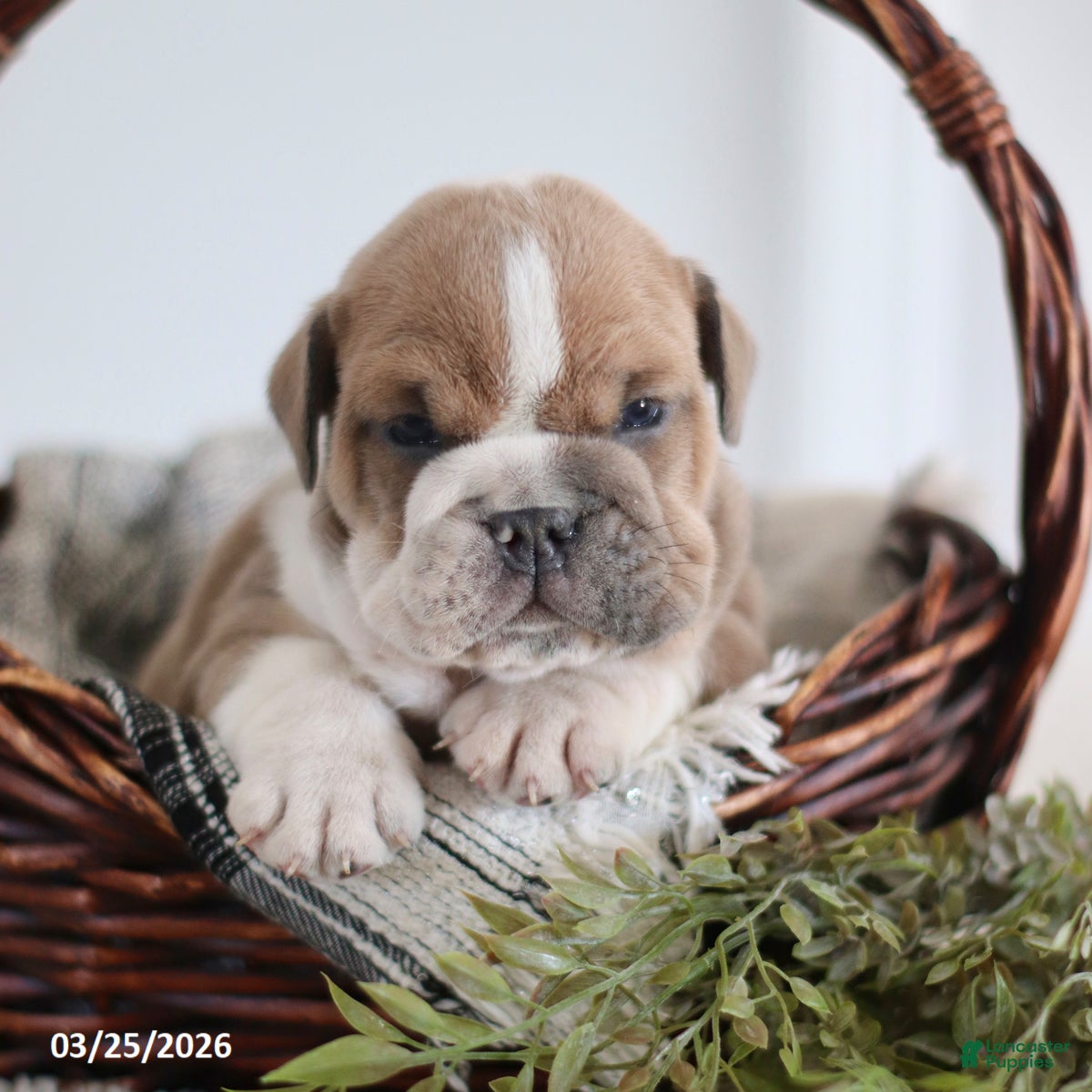 English Bulldog dogs Axel - Ad 2