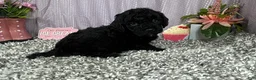 Miniature Poodle dogs for sale: Miniature Poodle 2 - Ad 6