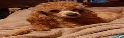 Maltipoo dogs for sale: Betty Boop  - Ad 7