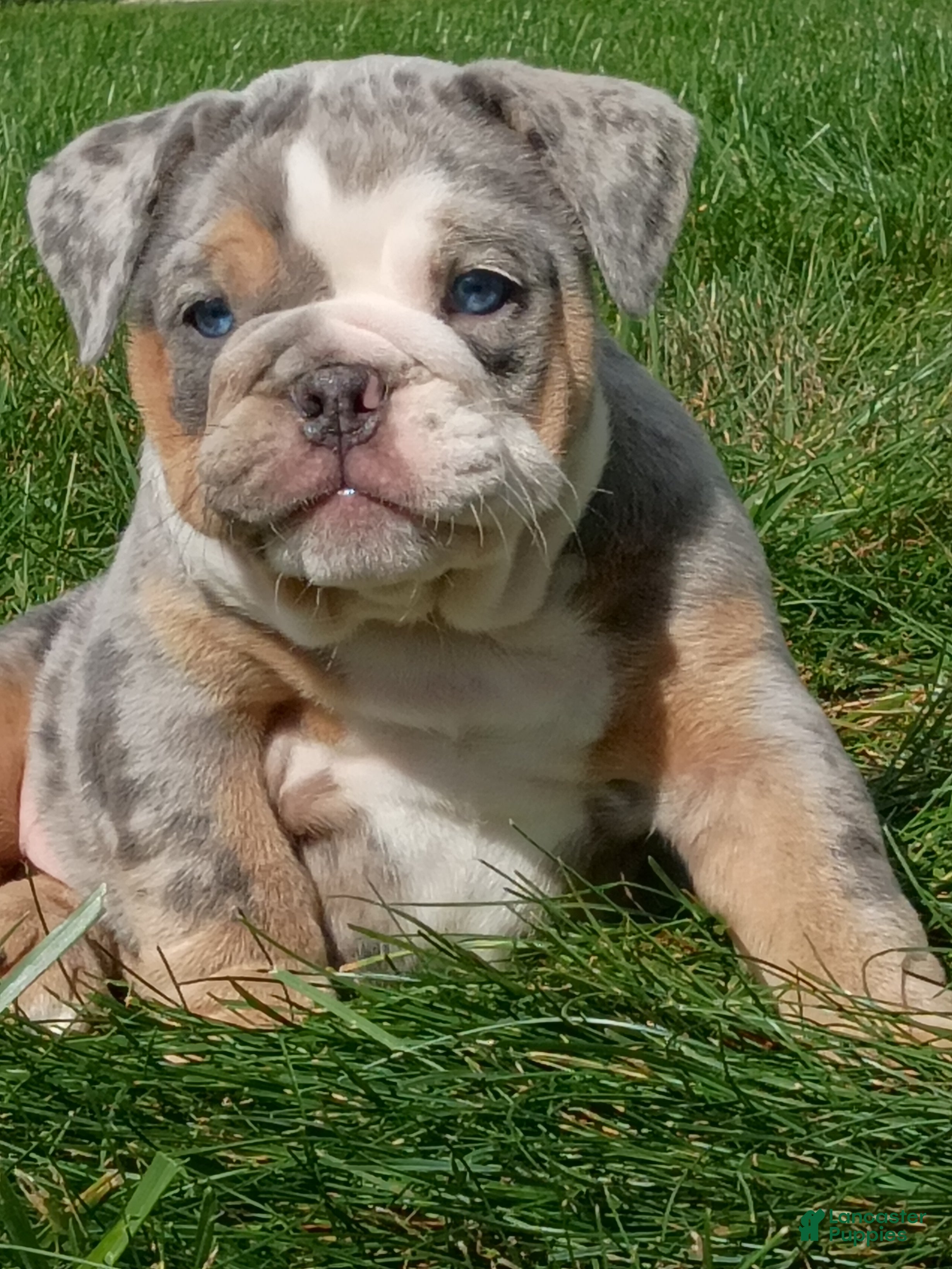 English Bulldog dogs for sale: Pebbles  - Ad 1