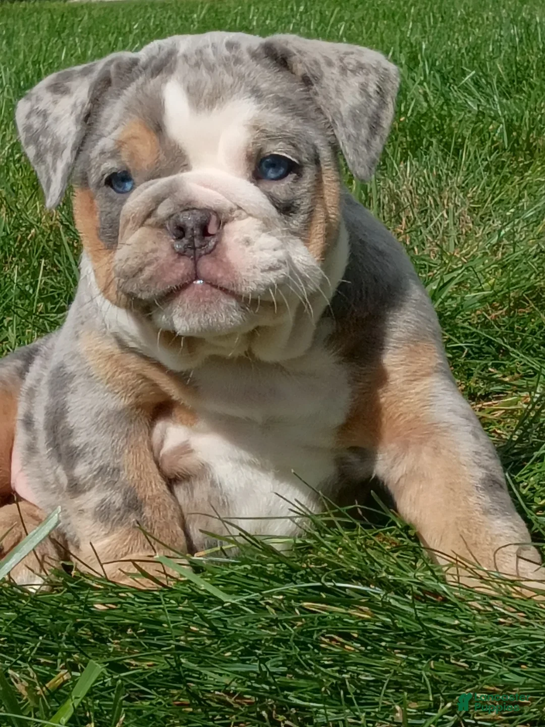 English Bulldog dogs for sale: Pebbles  - Ad 1
