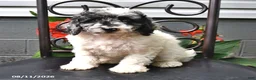 Cockapoo dogs for sale: Jared - Ad 2
